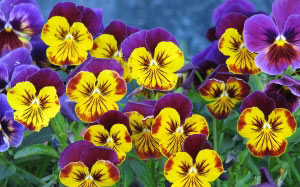 pansies, spring, viola, beauty, nature, plants, garden, Tashkent, Uzbekistan, flora, flowers