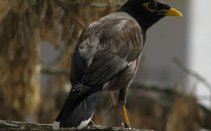 Afghan starling, wildlife, nature, mynah birds, starling, Tashkent, Uzbekistan, fauna, animals