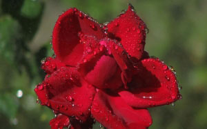 nature, plants, roses, garden, flora, flowers
