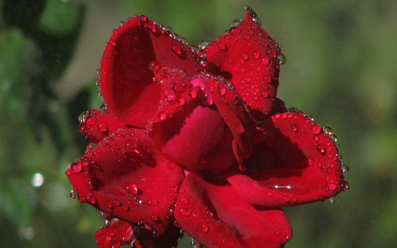 nature, plants, roses, garden, flora, flowers