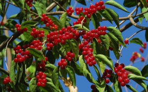 honeysuckle, autumn, park, nature, plants, flora, berry