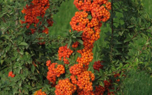 bushes, pyracantha, fruit, nature, plants, flora, berry