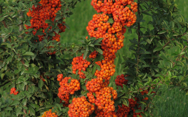 bushes, pyracantha, fruit, nature, plants, flora, berry