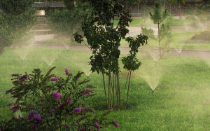 water, autumn, nature, plants, Tashkent, Uzbekistan, flora, fountains, 