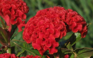 macro, autumn, nature, plants, garden, flora, flowers, celosia