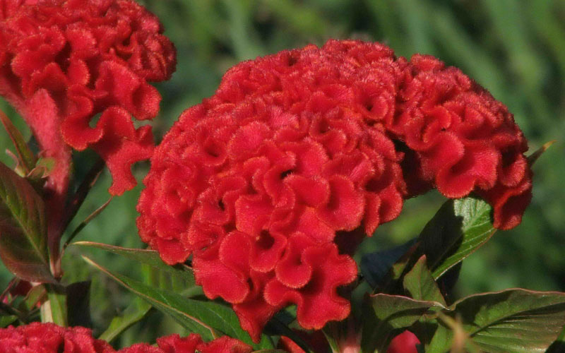 macro, autumn, nature, plants, garden, flora, flowers, celosia