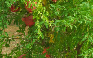 pomegranate, nature gifts, food, shrubs, fruits, nature, plant, Tashkent, Uzbekistan, flora, fruit