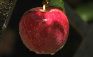 Oporto, autumn, nature, plants, flora, fruit, apples
