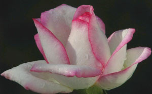 nature, plants, roses, garden, flora, flowers