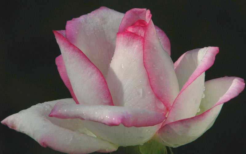 nature, plants, roses, garden, flora, flowers