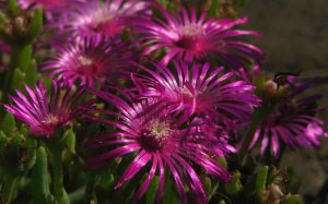 summer, macro, mesembryanthemum, nature, plants, garden, flora, flowers