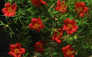 summer, nature, plants, garden, flora, flowers