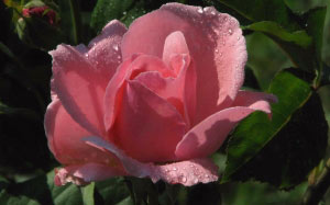 spring, macro, plants, roses, garden, flora, flowers