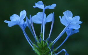 spring, macro, plyumbago, nature, plants, garden, flora, flowers