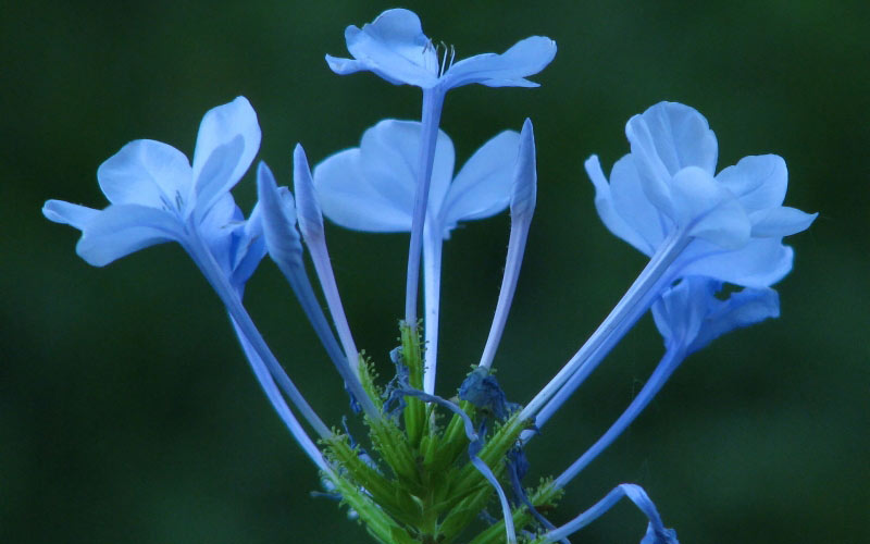 spring, macro, plyumbago, nature, plants, garden, flora, flowers