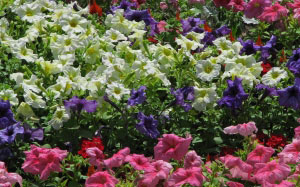 spring, petunia, nature, plants, garden, flora, flowers, \