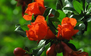 spring, grenades, shrubs, May, nature, plants, flora, flowers