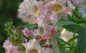 spring, May, close up, park, nature, plants, garden, flora