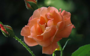 Spring, May, close up, plants, roses, garden, flora, flowers