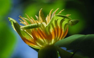 spring, trees, May, macro, nature, Tashkent, tulip tree, flora, flowers