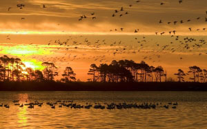 osunset, wildlife, refuge, birds, water, silhouettes, reflections, dusk, sky, tranquil, outdors, scene, evening, landscape, chincoteague, wildlife refuge, usa