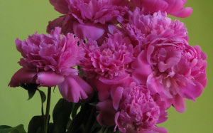 spring, greeting, peonies, plants, flora, flowers, \