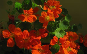 Spring, nasturtium, nature, plants, flora, flowers