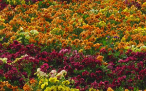 pansies, spring, viola, nature, plants, garden, flora, flowers