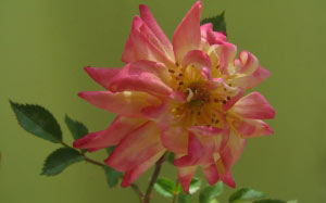 spring, macro, plants, roses, flora, flowers