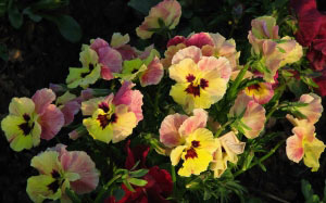 pansies, spring, viola, macro, nature, plants, flora, flowers