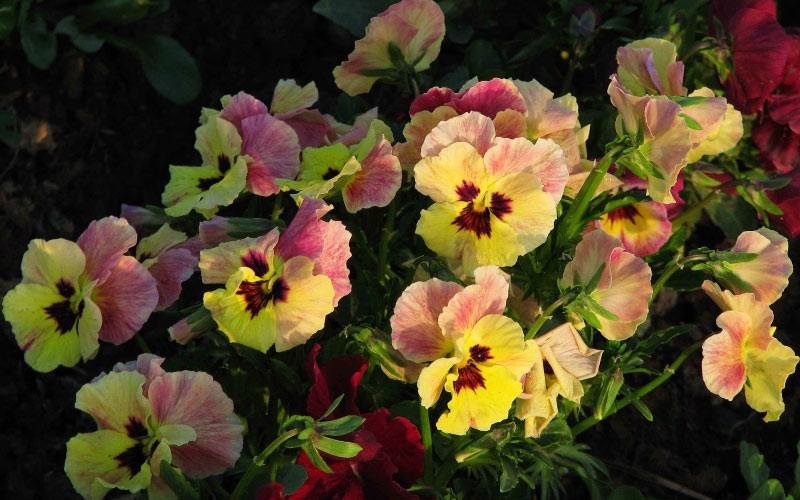 pansies, spring, viola, macro, nature, plants, flora, flowers