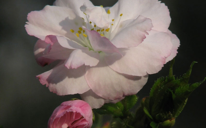 spring, Louisiana, macro, March, nature, plants, flora, flowers
