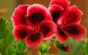spring, geranium, macro, pelargonium, nature, plants, flora, flowers