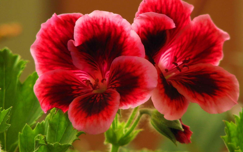 spring, geranium, macro, pelargonium, nature, plants, flora, flowers