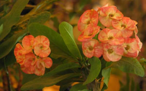 spring, March, milkweed, nature, plants, flora, flowers