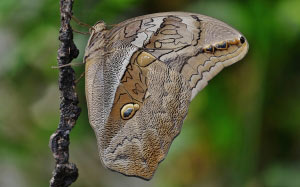 butterfly, animal, insect, wildlife, fly, macro, wings, nature
