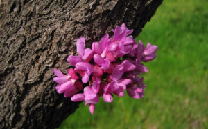 spring, trees, Judas tree, March, nature, plants, flora, flowers, tsersis