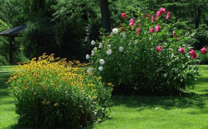 summer, park, nature, plants, flora, flowers