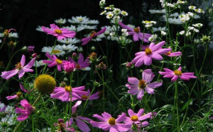 kosmeya, summer, nature, plants, garden, flora, flowers