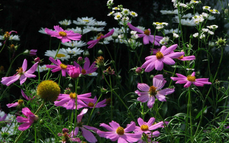 kosmeya, summer, nature, plants, garden, flora, flowers