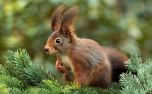 squirrel, attention, ears, cute, garden