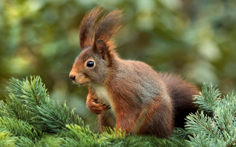 squirrel, attention, ears, cute, garden