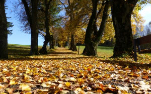 autumn, leaves, trees, colorful, park, nature