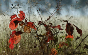 autumn, nature, forest, glade, meadow, autumn forest, tree, leaves, grass