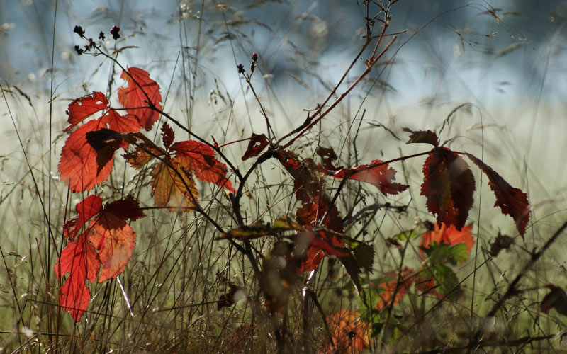 autumn, nature, forest, glade, meadow, autumn forest, tree, leaves, grass