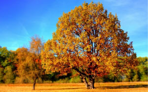 trees, fall, leaves, autumn, forest, woods, landscape, nature