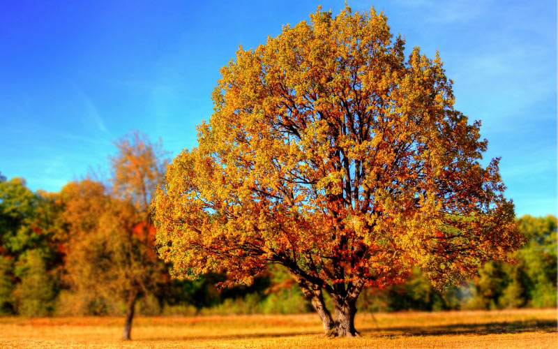 trees, fall, leaves, autumn, forest, woods, landscape, nature