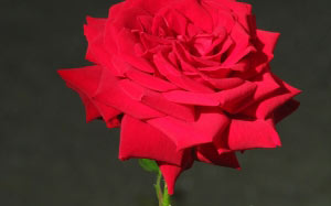 nature, plants, roses, garden, flora, flowers
