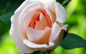 nature, plants, roses, garden, flora, flowers
