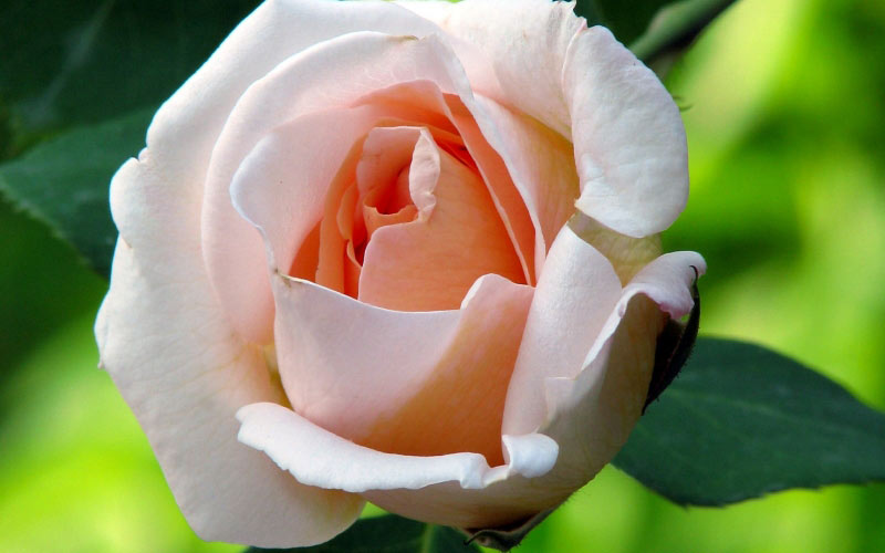 nature, plants, roses, garden, flora, flowers
